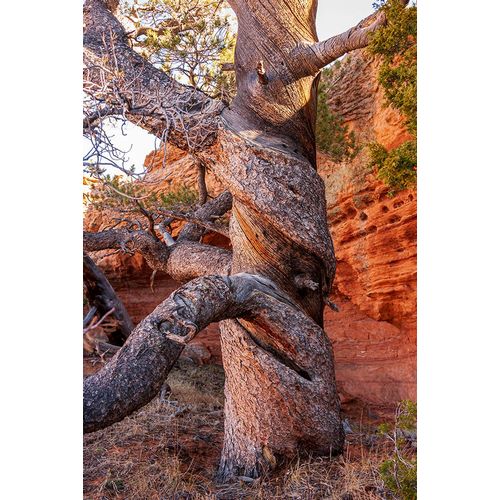 Haseltine, Tom 아티스트의 USA-Wyoming-Gnarled and twisted pine tree작품입니다.